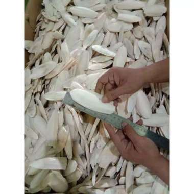 Tulang sotong 8-10cm bagus utk reptil kurakura gecko lovebird kenari