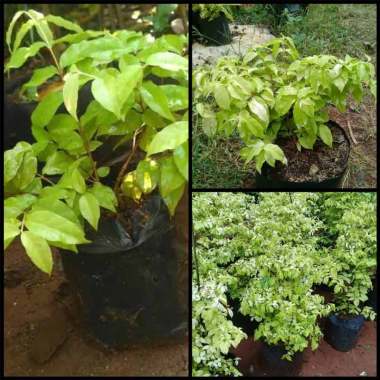 Jual Bibit Tanaman Bonsai Online Baru Harga Termurah September 2020 Blibli Com