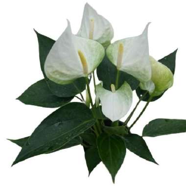 Tanaman Anturium Bunga Putih Jumbo