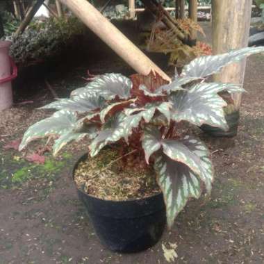 Tanaman Hias Begonia Garuda Ukuran Jumbo