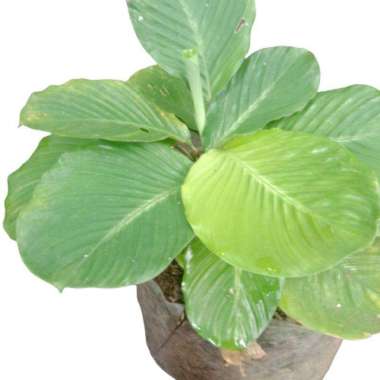 Calathea Lutea Mini- Pisang Calathea Mini Daun Bulat