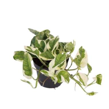Tanaman hias daun Sirih Gading njoy Varigata