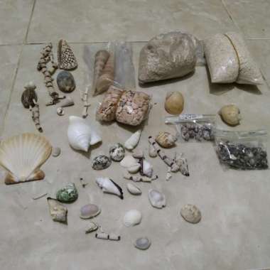 Paket Kerang Aquarium Lengkap
