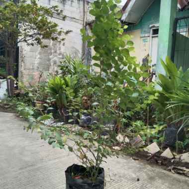 Pohon Bibit Bidara Arab 1Meter