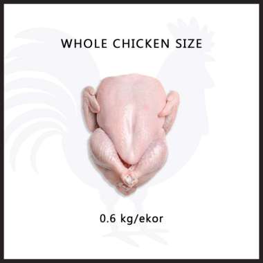 Ayam karkas / PKK (Ayam broiler) 0.5 - 0.6 kg frozen