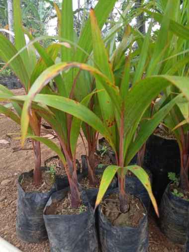 Bibit Tanaman Hias Palem Botol - Bentuk Unik