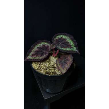 Tanaman hias begonia black night - bibit bunga begonia hitam - plantstara