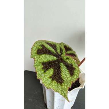 Tanaman Hias begonia cross - bibit bunga begonia kros - plantstara