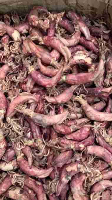 Cumi asin kering besar sotong murah 100 gr