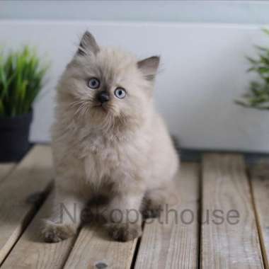 Kucing Himalaya, Persia Longhair Kitten