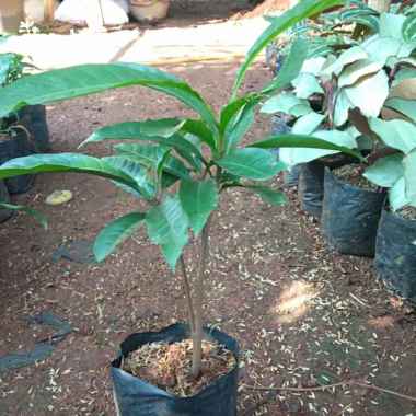 bibit pohon sawo mentega pohon buah alkesa
