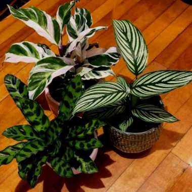 3 Tanaman hias calathea--pohon calathea -