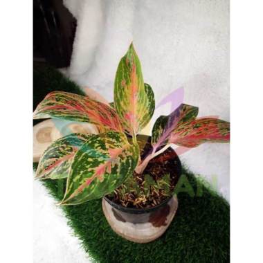 Aglaonema Widuri (Red Peacock) Indonesia