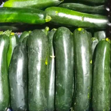 Cukini Zucchini Segar 1kg / Sayur Fresh