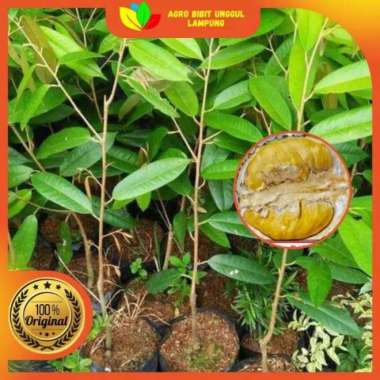 Bibit Durian Super Tembaga Asli Bangka Tanaman Okulasi Cepat Berbuah