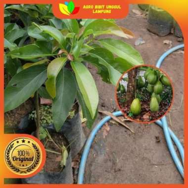 Bibit Alpukat Siger 1 Asli Tanaman Okulasi Cepat Berbuah