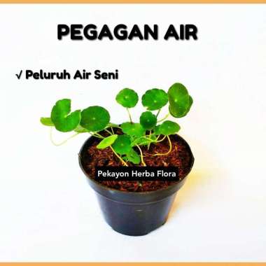 Bibit Tanaman Pegagan Air Tanaman Herbal