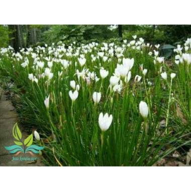 New Tanaman hias kucai tulip bunga putih kucai bunga --