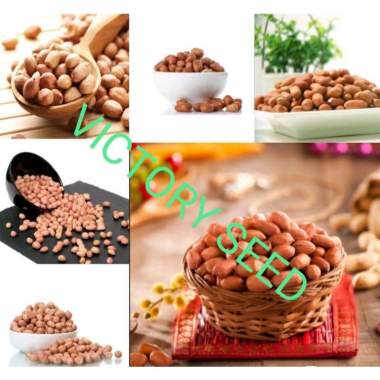 VICTORY SEED biji benih bibit seed seeds kacang cina cino tanah una suuk kole bandung tuban jebrol b