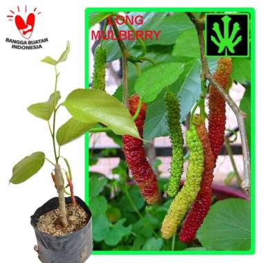 Bibit Long Murbei ( Himalayan Murbei ) 40cm