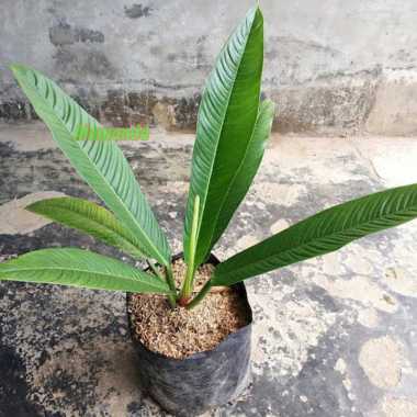 Tanaman Philodendron Lynette