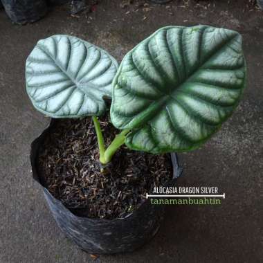 Tanaman Hias Alocasia Dragon Silver