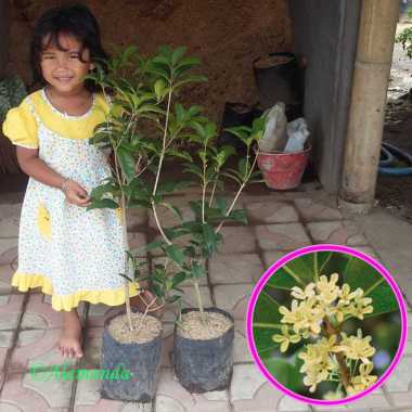 Tanaman Sweet Osmanthus
