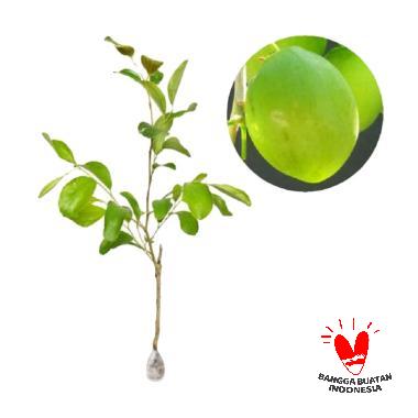 Kebun Bibit Apel India Bibit Tanaman Buah [40 cm]
