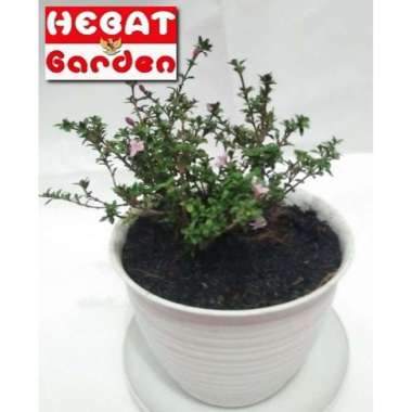Bahan Bonsai seribu bintang - serissa foetida - hebat garden91