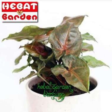 Keladi merah mini- Syngonium podophyllum Maria Allusion- hebat garden712