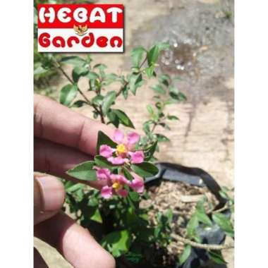 Bahan Bonsai SAKURA MICRO