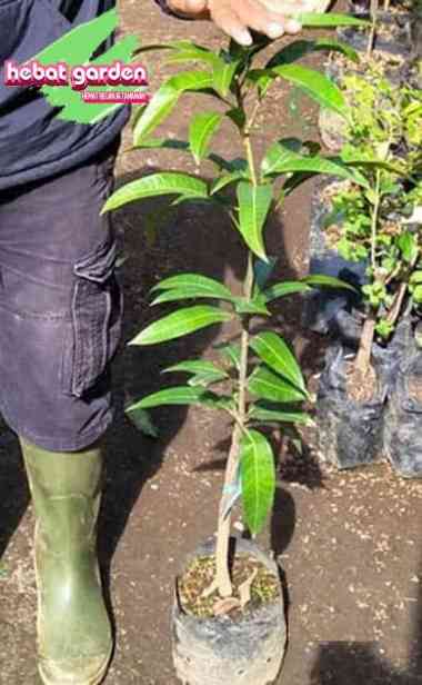 Bibit pohon mangga agrimana tinggi 1 meter