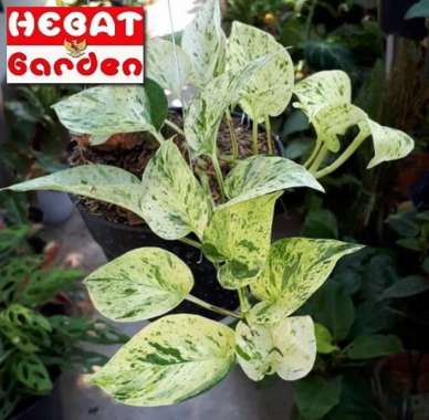 sri gading marble - epipremnum marble queen