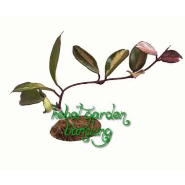 Tanaman Hoya bunga merah - hebat garden 567