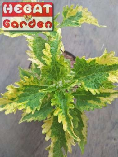 Tanaman miana hijau iler kuning- hebat garden1019
