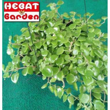 SODUM - Pilea Depressa -tanaman hias gantung