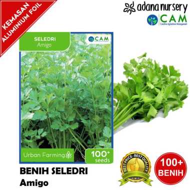 Benih / Biji Seledri - Amigo - Berkualitas - Repack 100+ Seeds