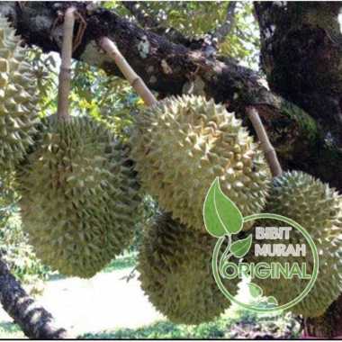 Paket 3 bibit durian montong