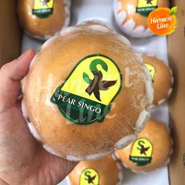 BUAH PEAR SINGO KOREA [HARVEST LINE]