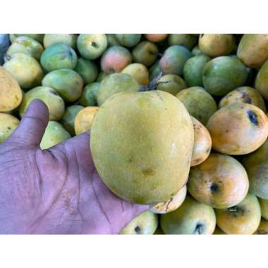 Mangga Gedong Gincu per 1 kg