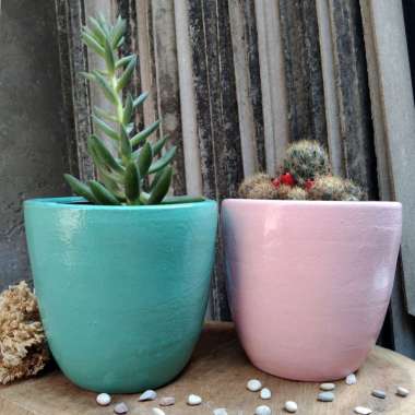 PAKET POT PASTEL [10 CM] PAKET 1 SET TANAMAN KAKTUS SUKULEN POT PASTEL DEKORASI RUMAH HIASAN TAMAN M