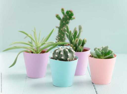 PAKET POT PASTEL [10 CM] PAKET 1 SET TANAMAN KAKTUS SUKULEN POT PASTEL DEKORASI RUMAH HIASAN TAMAN M