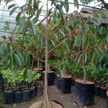 Bibit durian Montong kaki 3, tinggi 2 meter