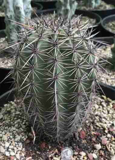 Kaktus Carnegiea gigantea