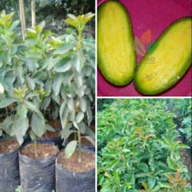 Bibit alpukat non biji okulasi