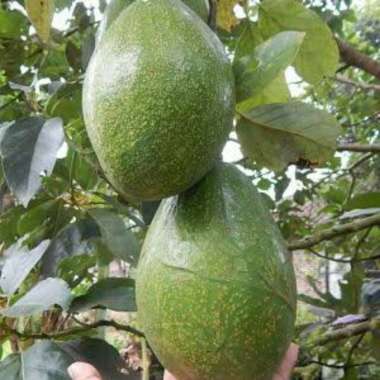 Bibit Alpukat Markus