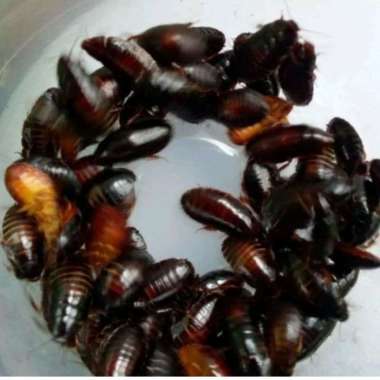 umpan pancing kecoa batu