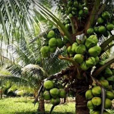 bibit tanaman kelapa HIBRIDA