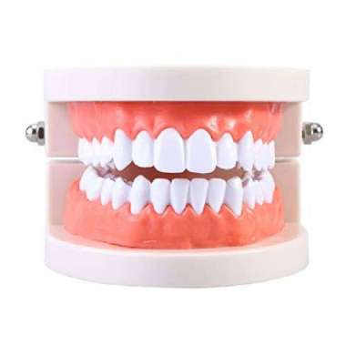 Phantom Gigi / Patung Gigi / Model Study Gigi