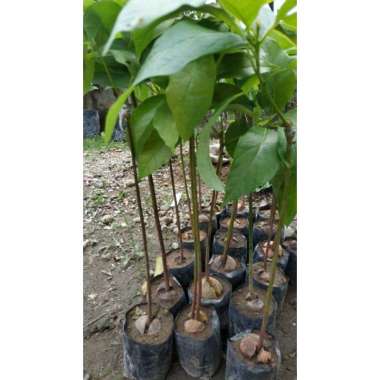 Bibit tanaman buah alpukat aligator
